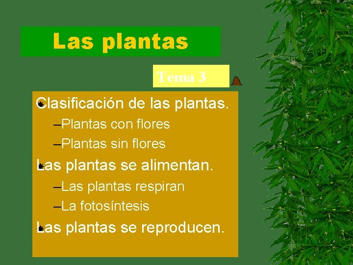 Las plantas Tema 3 Clasificación de las plantas. –Plantas con flores –Plantas sin flores