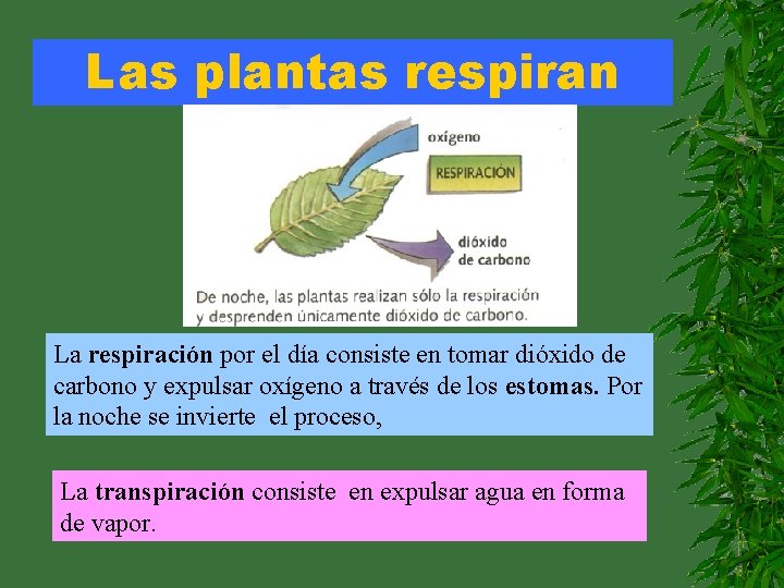 Las plantas respiran La respiración por el día consiste en tomar dióxido de carbono