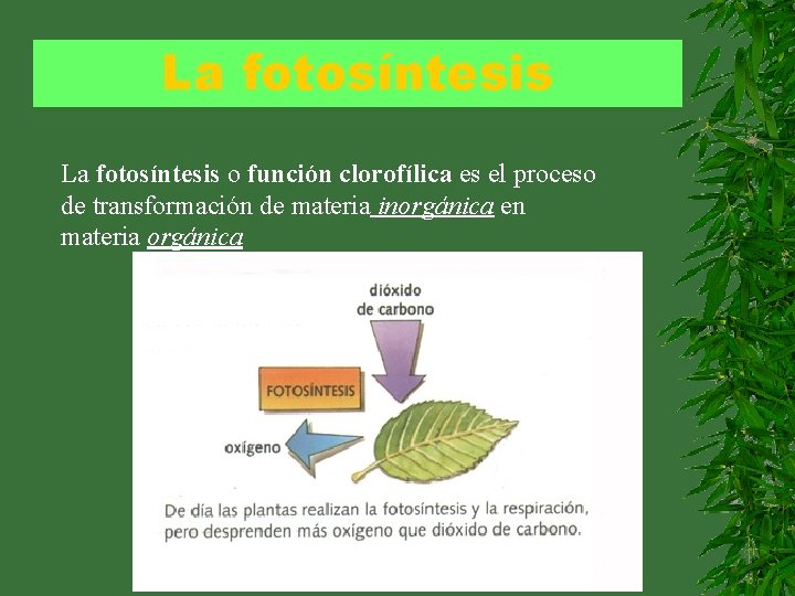 La fotosíntesis o función clorofílica es el proceso de transformación de materia inorgánica en