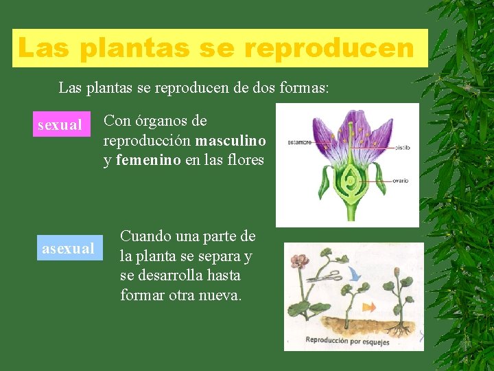 Las plantas se reproducen de dos formas: sexual asexual Con órganos de reproducción masculino
