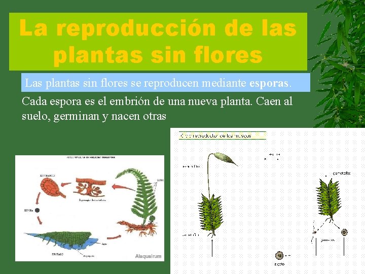 La reproducción de las plantas sin flores Las plantas sin flores se reproducen mediante