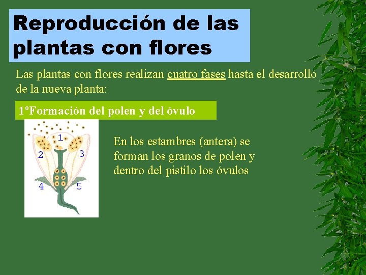Reproducción de las plantas con flores Las plantas con flores realizan cuatro fases hasta