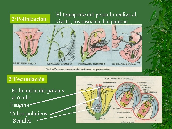 2ºPolinización El transporte del polen lo realiza el viento, los insectos, los pájaros. .