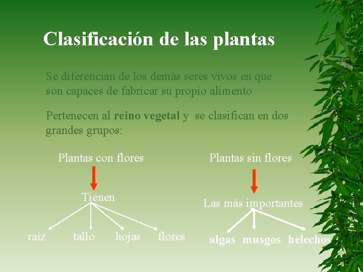 Clasificación de las plantas Se diferencian de los demás seres vivos en que son