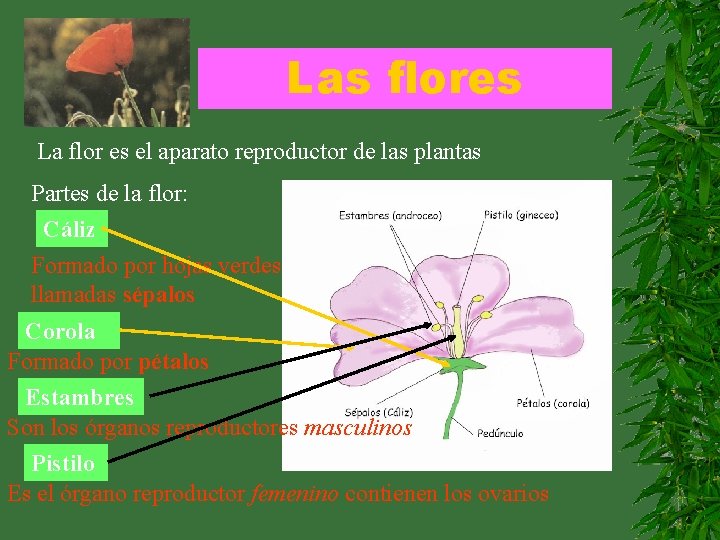 Las flores La flor es el aparato reproductor de las plantas Partes de la