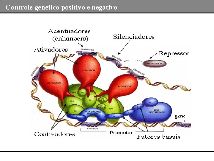 Controle genético positivo e negativo 