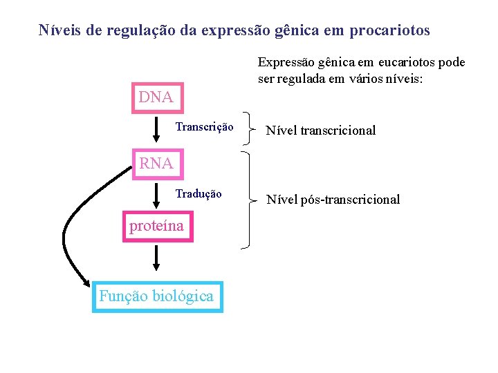 Níveis de regulação da expressão gênica em procariotos Expressão gênica em eucariotos pode ser