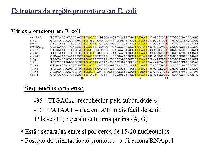 Estrutura da região promotora em E. coli Vários promotores em E. coli Sequências consenso