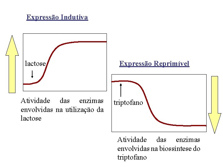 Expressão Indutiva lactose Atividade das enzimas envolvidas na utilização da lactose Expressão Reprimível triptofano