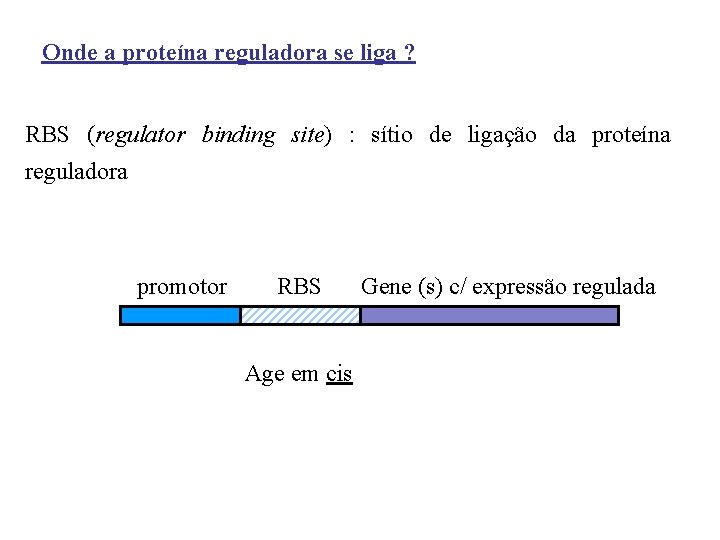 Onde a proteína reguladora se liga ? RBS (regulator binding site) : sítio de