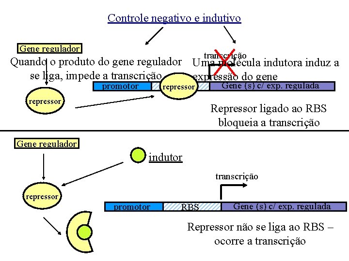 Controle negativo e indutivo Gene regulador transcrição Quando o produto do gene regulador Uma