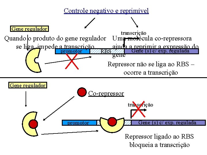 Controle negativo e reprimível Gene regulador transcrição Quando o produto do gene regulador Uma