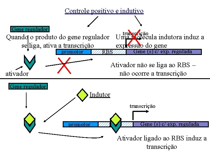 Controle positivo e indutivo Gene regulador transcrição Quando o produto do gene regulador Uma