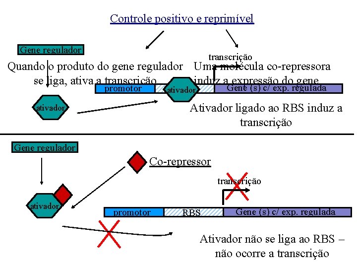 Controle positivo e reprimível Gene regulador transcrição Quando o produto do gene regulador Uma