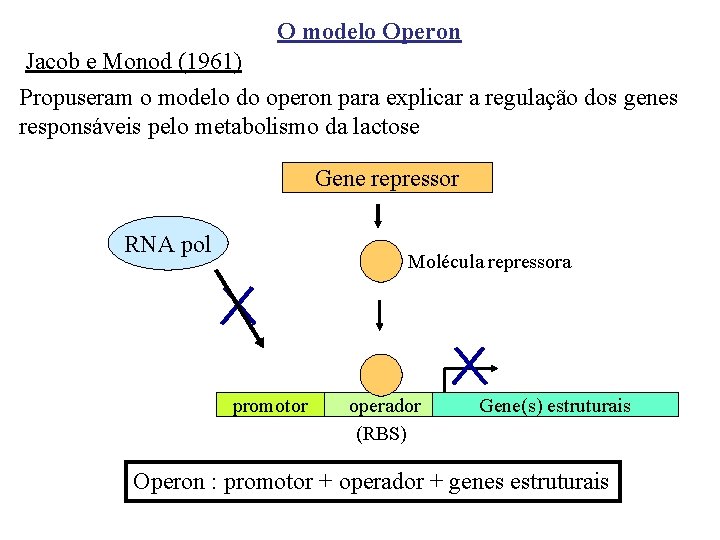 O modelo Operon Jacob e Monod (1961) Propuseram o modelo do operon para explicar