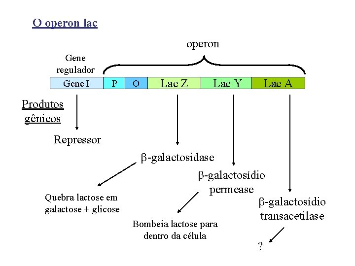 O operon lac operon Gene regulador Gene I P O Lac Z Lac Y