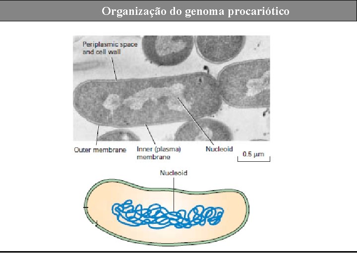 Sumário Organização do genoma procariótico 