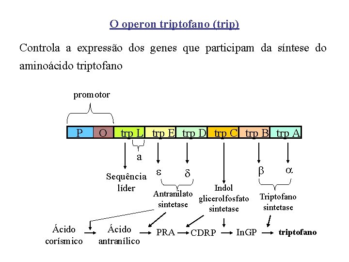 O operon triptofano (trip) Controla a expressão dos genes que participam da síntese do