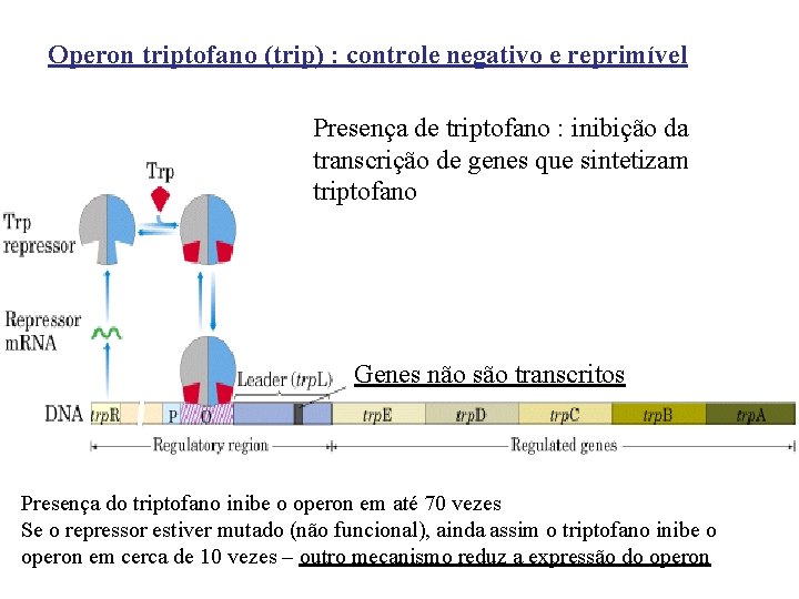 Operon triptofano (trip) : controle negativo e reprimível Presença de triptofano : inibição da