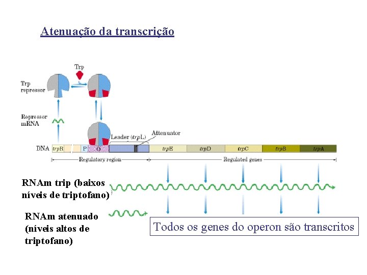 Atenuação da transcrição RNAm trip (baixos níveis de triptofano) RNAm atenuado (níveis altos de