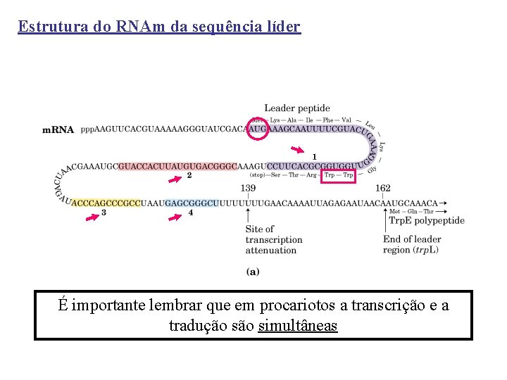 Estrutura do RNAm da sequência líder É importante lembrar que em procariotos a transcrição