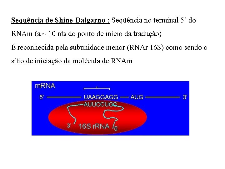 Sequência de Shine-Dalgarno : Seqüência no terminal 5’ do RNAm (a ~ 10 nts Sequência de Shine-Dalgarno : Seqüência no terminal 5’ do RNAm (a ~ 10 nts