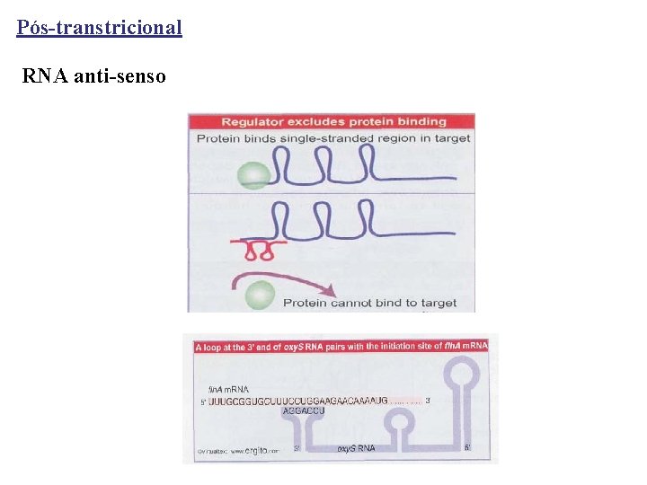 Pós-transtricional RNA anti-senso 