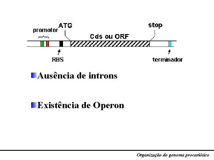 Sumário Ausência de introns Existência de Operon Organização do genoma procariótico 