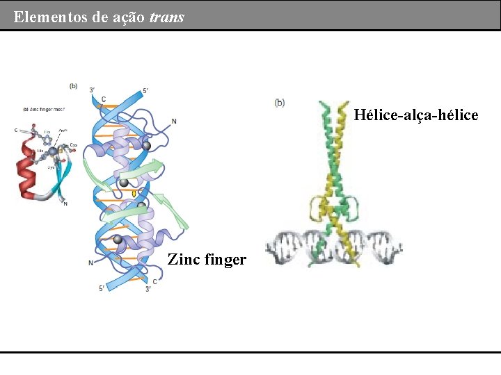 Elementos de ação trans Hélice-alça-hélice Zinc finger 