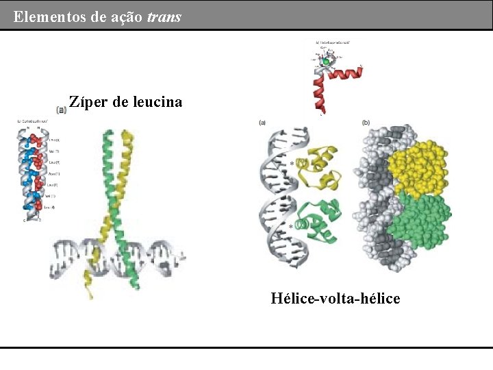 Elementos de ação trans Zíper de leucina Hélice-volta-hélice 