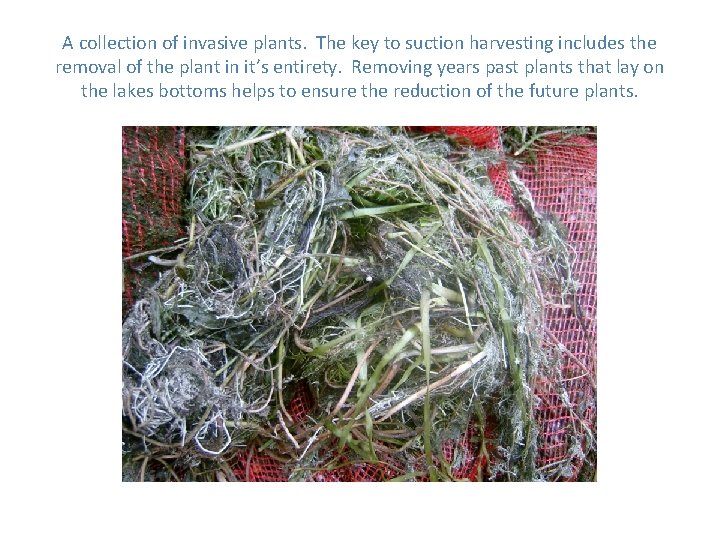 A collection of invasive plants. The key to suction harvesting includes the removal of