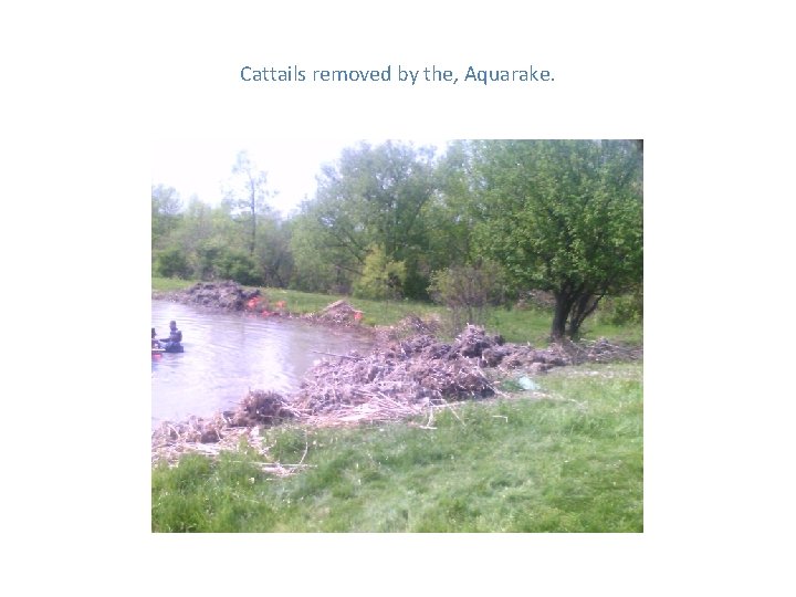 Cattails removed by the, Aquarake. 