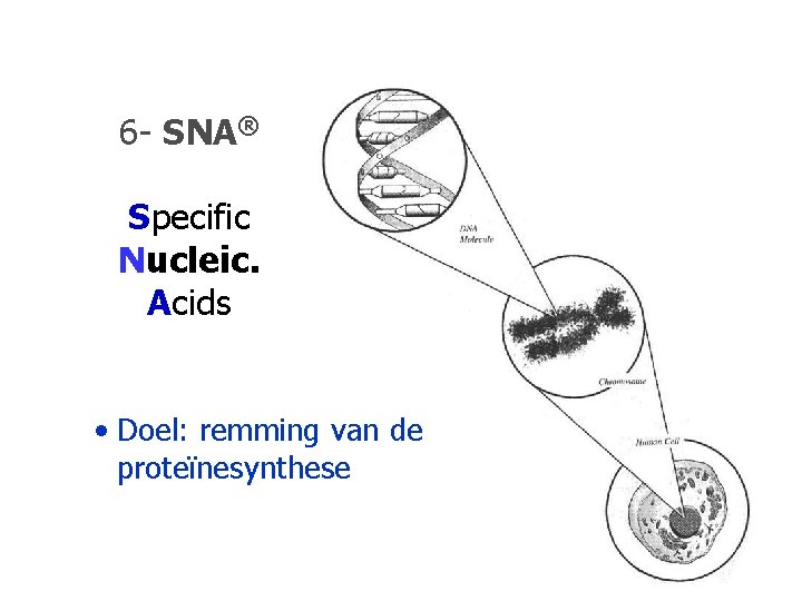 6 - SNA® Specific Nucleic. Acids • Doel: remming van de proteïnesynthese 