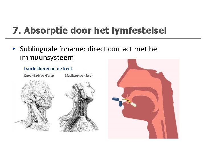 7. Absorptie door het lymfestelsel • Sublinguale inname: direct contact met het immuunsysteem Lymfeklieren