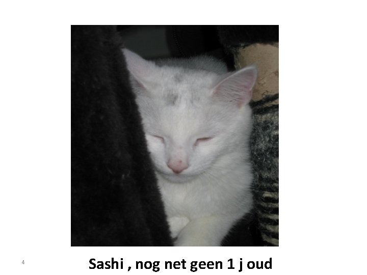 4 Sashi , nog net geen 1 j oud 