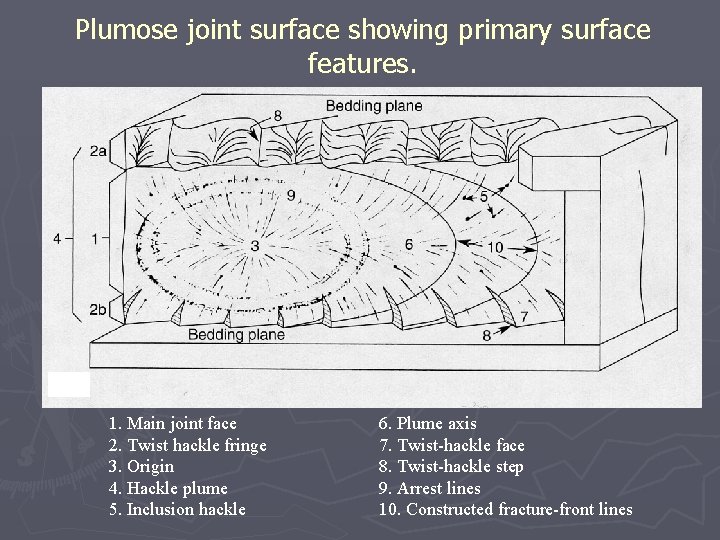 Plumose joint surface showing primary surface features. 1. Main joint face 2. Twist hackle