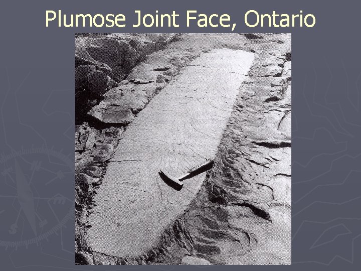 Plumose Joint Face, Ontario 