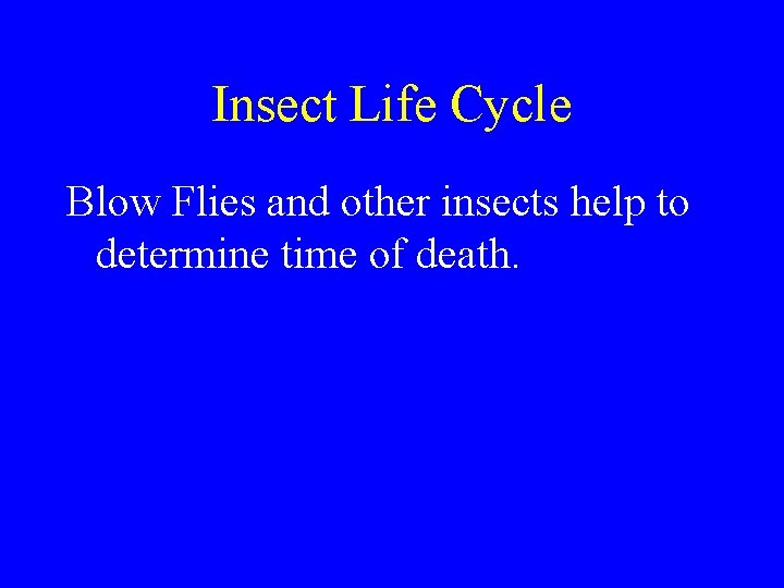 Insect Life Cycle Blow Flies and other insects help to determine time of death. Insect Life Cycle Blow Flies and other insects help to determine time of death.