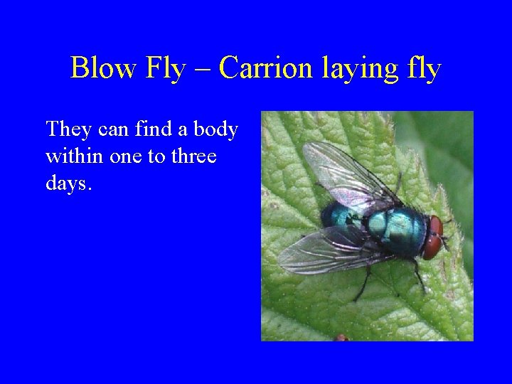 Blow Fly – Carrion laying fly They can find a body within one to Blow Fly – Carrion laying fly They can find a body within one to