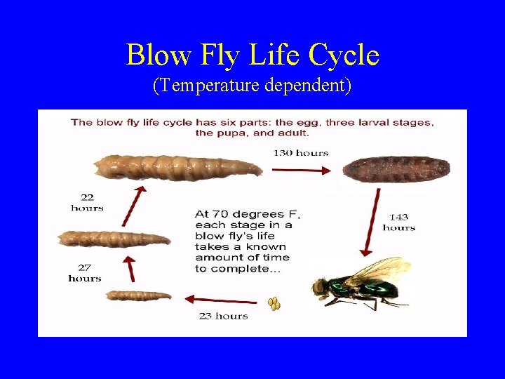 Blow Fly Life Cycle (Temperature dependent) Blow Fly Life Cycle (Temperature dependent)
