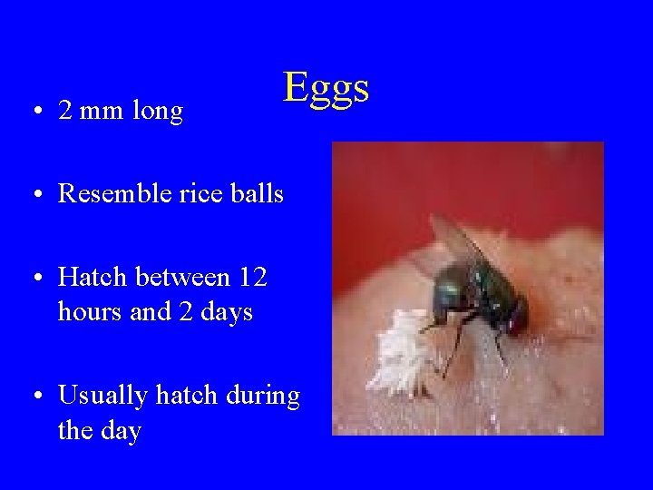 • 2 mm long Eggs • Resemble rice balls • Hatch between 12 • 2 mm long Eggs • Resemble rice balls • Hatch between 12