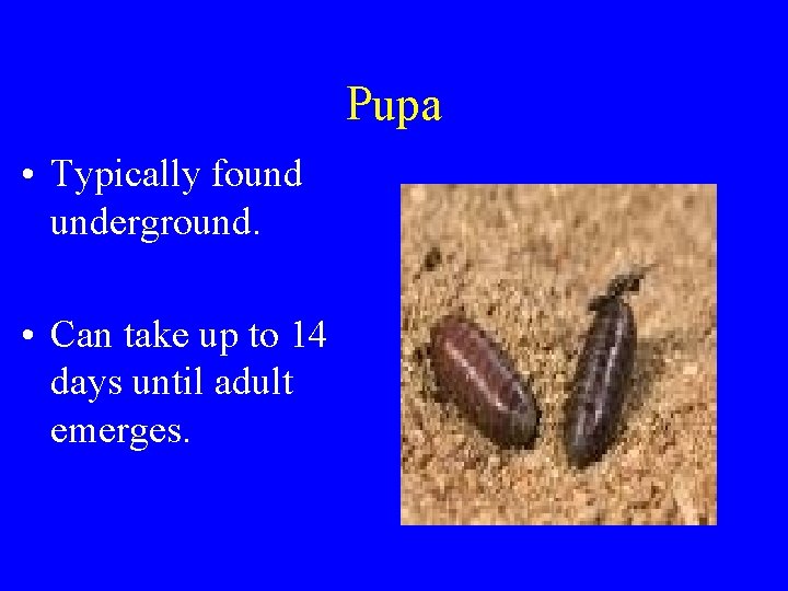 Pupa • Typically found underground. • Can take up to 14 days until adult Pupa • Typically found underground. • Can take up to 14 days until adult