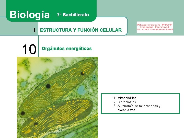 Biología 2º Bachillerato II. ESTRUCTURA Y FUNCIÓN CELULAR 10 Orgánulos energéticos 1. Mitocondrias 2.