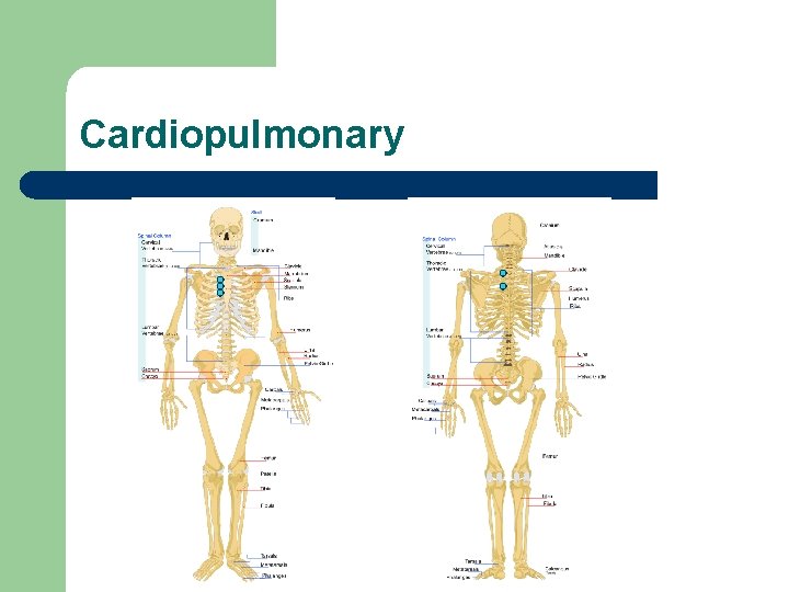 Cardiopulmonary 