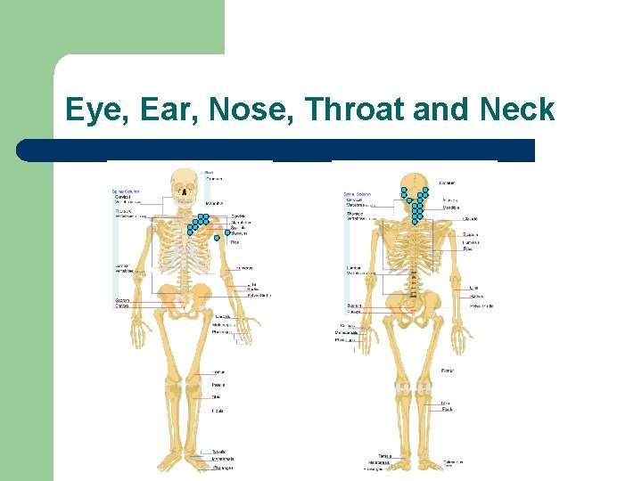 Eye, Ear, Nose, Throat and Neck 