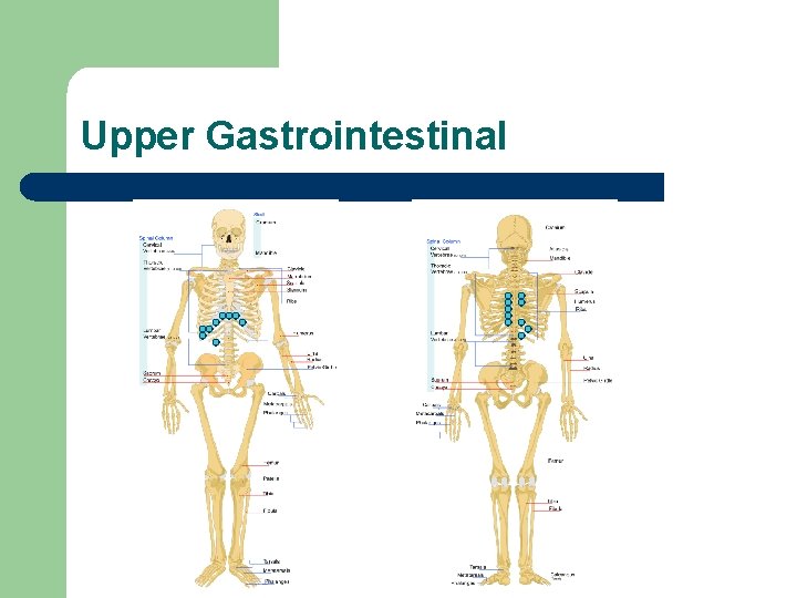 Upper Gastrointestinal 