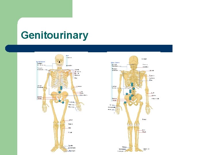 Genitourinary 