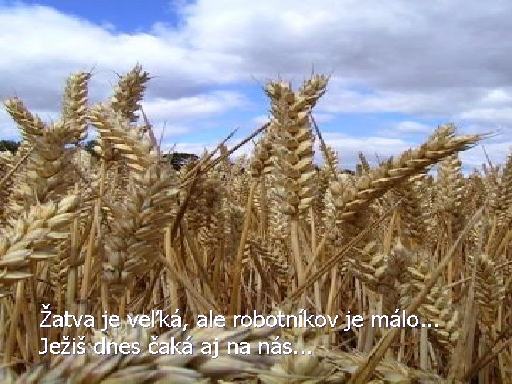 Žatva je veľká, ale robotníkov je málo. . . Ježiš dnes čaká aj na