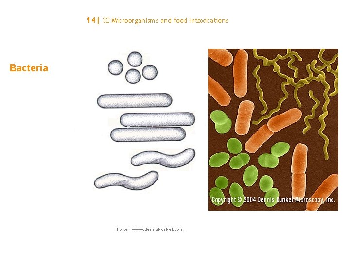 14| 32 Microorganisms and food Intoxications Bacteria Photos: www. denniskunkel. com 