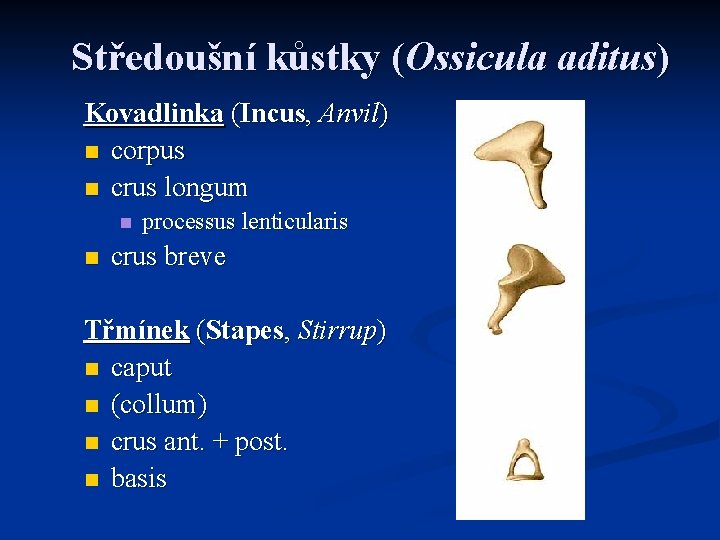 Středoušní kůstky (Ossicula aditus) Kovadlinka (Incus, Anvil) n corpus n crus longum n n